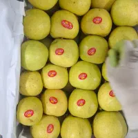 سیب قرمز و سفید|خدمات باغبانی و درختکاری|محمدبار, |دیوار