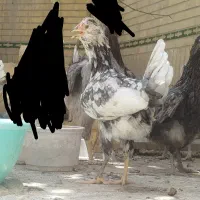 مرغ گلین طوسی دم تخم|حیوانات مزرعه|فولادشهر, زاینده رود|دیوار