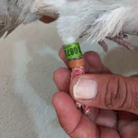 کبوتر|حیوانات|اهواز, کوی طلاب|دیوار