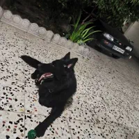 سگ ژرمن شپرد بلک