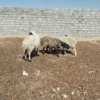 میش|حیوانات مزرعه|خواف, |دیوار