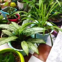 گل طبیعی|گل و گیاه طبیعی|کرمانشاه, |دیوار