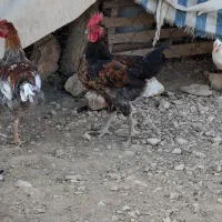خروس محلی درجه ۱|حیوانات مزرعه|شیراز, دینکان|دیوار