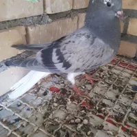 جوجه هیچ پر سبز دم سفیدیه