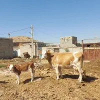 سیمنتال شیرده .آدرس خود شهرستان مراغه .|حیوانات مزرعه|اردبیل, |دیوار