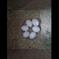 طوطی برزیلی مولد|پرنده|شاهین‌شهر, خانه کارگر|دیوار