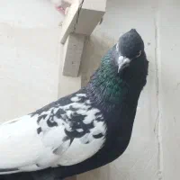 کبوتر بهبهانی|پرنده|شیراز, شهرک مطهری|دیوار