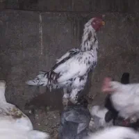 خروس لاری|حیوانات مزرعه|مریوان, |دیوار