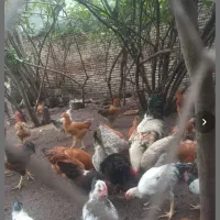 مرغ کرچ همراه ۱۲عددجوجه خروس بزرگ ونیمچه