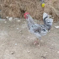 خروس گلین لری اصل ۳عدد