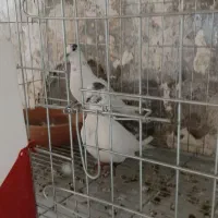 کبوتر|پرنده|مسجد سلیمان, |دیوار