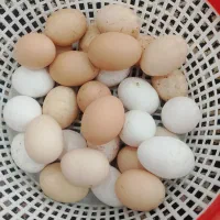 تخم مرغ نطفه دار تازه برای خوردن و یک توپ نو