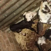 بره شیری پلنگی