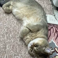 ماده بریتیش ny25 یکساله عقیم نشده فحل شده