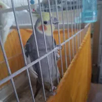 عروس هلندی جفت ، کارداده
