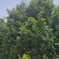 فروش باغ وزمین  باهم مروارید دزفول