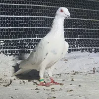 ۴ عددنرب ضمانت