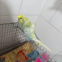 مرغ عشق ماده پروانه ای