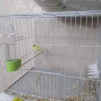 پرنده|پرنده|شهریار, شهرک امیریه|دیوار