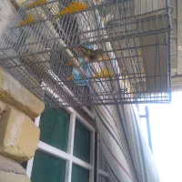 سهره قناری|پرنده|مرودشت, زنگی آباد|دیوار