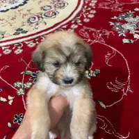 سگ شیتزو عروسکی ۲ماهه