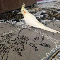 عروس هلندی ۴ عدد