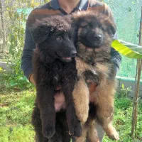 ژرمن شولاین|سگ|لاهیجان, شهرک فرهنگیان|دیوار