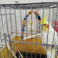 عروس هلندی همراه با قفس و لانه