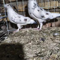 کبوتر|پرنده|سیرجان, |دیوار