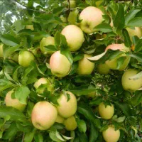 نهال سیب زرد و ماتیکی آبدار