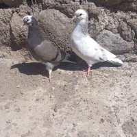 کبوتر