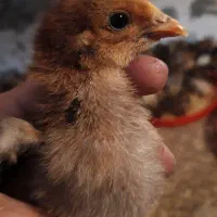 جوجه محلی ۱۰۰۰ عدد دارم