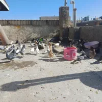 کبوتر|پرنده|شیراز, شهرک قمشه|دیوار