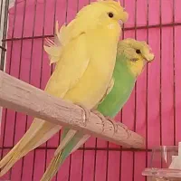 مرغ عشق پروانه ای،سهره،قناری|پرنده|مشهد, کوی ولیعصر|دیوار