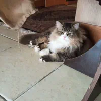 گربه نر|گربه|خوی, |دیوار