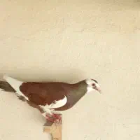 کبوتر  پلنگ .قره.پلاکی.کله