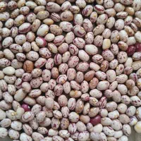 لوبیا چیتی درجه 1 امسال|خوردنی و آشامیدنی|شیراز, جوادیه|دیوار