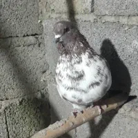 تعدادی کبوتر پرشی ساعت بالا