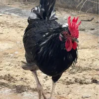 خروس نژاد گلین مرغ گیر حسابی