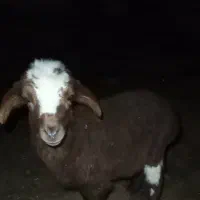 بره شیری 1 ماهه