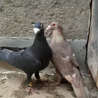 چند جفت کفتر پرشی و جفتگاه