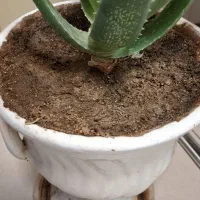 گل آلوورا بسیار زیبا بزرگ با گلدان بزرگ