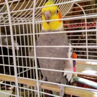 عروس هلندی گمشده