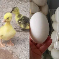جوجه و تخم نطفه دار قوغاز