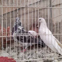 کفترغریب گیری