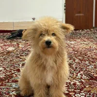 واگذاری سگ پودل