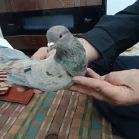 سرور دمسفید