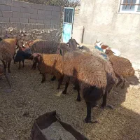 3رس قوچ افشار درج یک دونه ی 30تومن|حیوانات مزرعه|جغتای, |دیوار