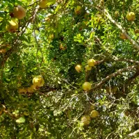فروش انار|خوردنی و آشامیدنی|تفت, |دیوار