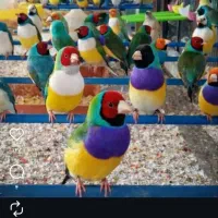 سلام گلدین باکیفیت